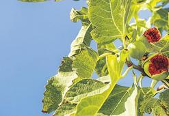 İncirler ihracat yolcusu