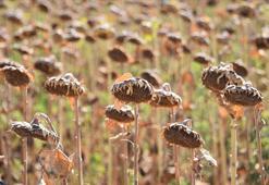 Yağlık ayçiçeği tohumu ve ham ayçiçeği yağı ithalatında açılan tarife kontenjanına dair esaslar belirlendi