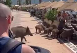 Marmaris sahillerinde yaban domuzu sürprizi