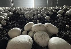 Devletten aldığı hibe desteğiyle üretime başladı! Ayda ortalama 15 ton ürün satıyor.