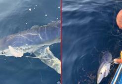 Yer: Çanakkale! Balıkçıların oltasını kopardı: ‘Dünyanın en vahşi üçüncü köpek balığı’