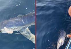 Yer: Çanakkale! Balıkçıların oltasını kopardı: ‘Dünyanın en vahşi üçüncü köpek balığı’