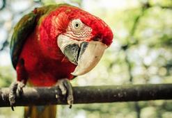 Papağanlar nasıl insanlar gibi konuşabiliyor?