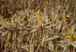 Türkiye mısır tohumunda dış ticaret fazlası veriyor