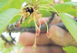 ‘Zirai don’ olayı yapay zekâyı da şaşırttı