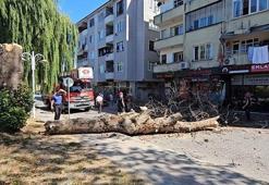 Asırlık çınar ağacı apartmanın üzerine devrildi