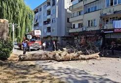Asırlık çınar ağacı apartmanın üzerine devrildi