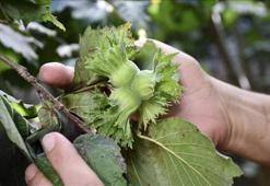 Orta ve Doğu Karadenizli fındık üreticileri hasada hazırlanıyor