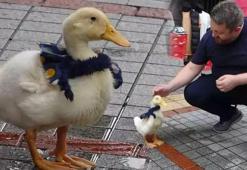 Rize sokaklarında fularlı ördek! ‘Çok şaşırttı, bu nereden geldi şimdi’