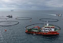 Trabzon'un su ürünleri ihracat geliri arttı