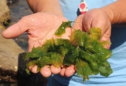 Japonlar, Türkiye'de bu sırrın peşinde: Yaşım 69 ama 28 gibi hissediyorum