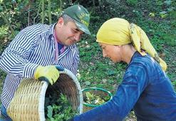 Fındık hasadı 4 Ağustos’ta başlıyor