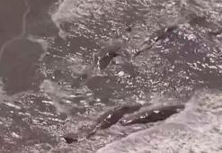 8.8'lik depremin ardından balinalar kıyıya vurdu!