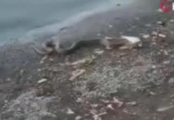 Elazığ'da yılanın balık avı kamerada