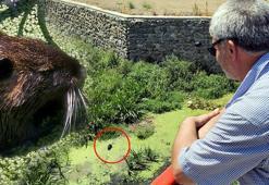 Kürkü için özel yetiştiriliyorlar! Bulgaristan’daki taşkınlarla Edirne’ye geldiler: Sabah ve öğle saatlerinde ortaya çıkıyor