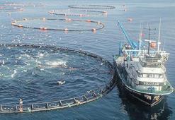 Alabalık, çipura ve levrek tehlikede