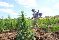 Diyarbakır'da 4 milyon 459 bin kök kenevir ve skunk ele geçirildi