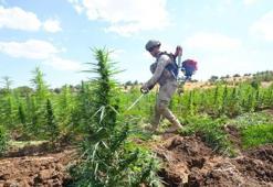 Diyarbakır'da 4 milyon 459 bin kök kenevir ve skunk ele geçirildi