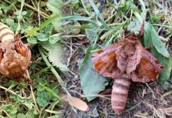 Yaylada gördüğü böceği kayda alıp sosyal medyada paylaştı! "İlk kez..."