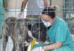 Mersin'de 'bakımevindeki hayvanların öldüğü' iddiasına belediyeden açıklama