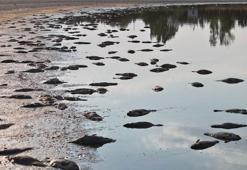 Flamingolarıyla ünlenen gölde ürküten görüntü! 'Durum içler acısı'