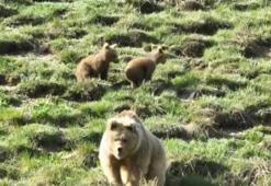 Yaylada şok görüntü! Vatandaş şaşkına döndü: Arabayı devirir bu