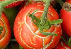 Dalında çatlayan domatese dikkat! En büyük hatayı sularken yapıyor olabilirsiniz