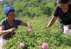 Zirai don gülü vurdu, rekolte azaldı!