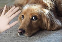 Halıdaki tüyleri mıknatıs gibi çekiyor! Nemlendirip gırgır gibi yapın, sonuç inanılmaz