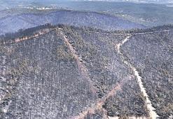 İlk akla gelen fidan dikimi olmamalı