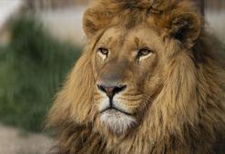 Danimarka'da ilginç çağrı: Hayvanat bahçesindeki yırtıcıları beslemek için evcil hayvan bağışı istediler