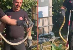 Yer: Düzce! Metrelerce uzunluktaki devasa yılan: Evin bahçesinde panik anları