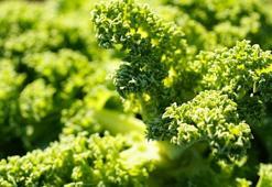 Yeşillikleri günlerce taze tutan yöntem! Taze yeşilliklerin sırrıymış