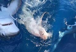 Oltaya takılanı görünce dehşete düştüler! Tam 6 metre uzunluğunda