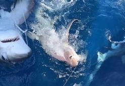 Oltaya takılanı görünce dehşete düştüler! Tam 6 metre uzunluğunda