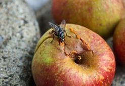 Yemeğe konan sinek böyle mahvediyor! Nerede gezindiği önemli, meğer zehirmiş