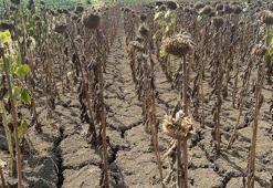 Edirne'de kuraklık alarmı! Ayçiçeğini vurdu: 'Bulgaristan'dan su salındı'