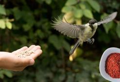 Bahçeye bırakılan kuş yemine börtü böcek siperi! Acı biber serpin, tadını alamıyorlar