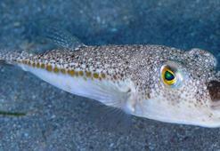 Balon balığı avcılığı için verilen destek tutarları artırıldı