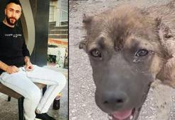 Köpeğin kulağını kesip işkence eden şahıs tutuklandı