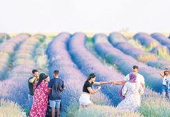 Uşak’ta ‘mor bahçeler’e ilgi gün geçtikçe artıyor