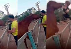 At, babasının kucağındaki çocuğu ısırarak alıp 3.5 metre havaya fırlattı! Kan donduran an