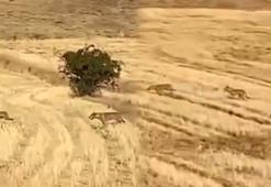 Muş'ta çoban ve köpekler, kurt saldırısını önledi