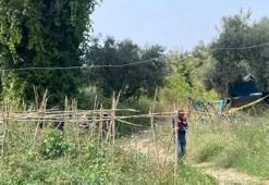 Tarlasını korumaya gitti, cansız bedeni bulundu! 'Bölgemiz adeta yaban domuzlarının istilası altında'