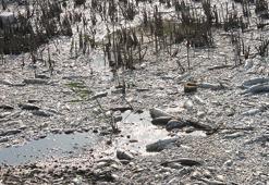 Manyas Gölü'nde toplu balık ölümleri! İnceleme başlatıldı