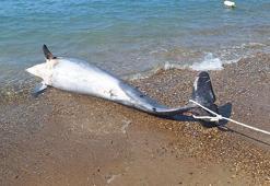 Bodrum’da ölü yunus balığı kıyıya vurdu
