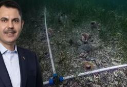Bakan Kurum: Pina ve deniz çayırları Marmara'ya nefes oluyor