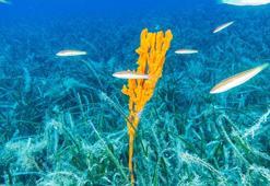 Marmara’nın gizli kahramanları! Bu canlılar müsilaja karşı nefes oluyorlar
