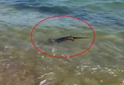 Yer: Edirne! Tatilciler denizde fark edip, telefona sarıldı