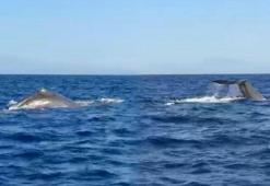 Antalya açıklarında görüntülendi! Yaklaşık 15 metre boyunda...